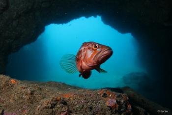 PADI Discover Scuba Diving - Shore Diving