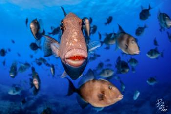 PADI Scuba Diver - Diving Single